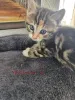 Фото №3. Maine-Coon-Mix-Kätzchen. Австрия