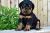 Фото №3. Wunderschöne Rottweiler-Welpen zur Adoption.  Германия