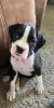 Фото №3. Купите Boxerpuppy.  Бельгия