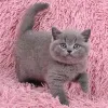 Фото №3. Британские короткошерстные котята. Германия