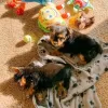 Дополнительные фото: Teacup Yorkie Puppy для усыновления
