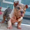 Фото №1. английский бульдог - купить в Гамбург за договорная. Объявление №152749