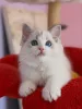 Фото №3. Доступны выдающиеся котята рэгдолл, любящие, игривые и выращенные в семье.. Нидерланды