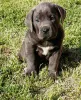 Дополнительные фото: Щенки кане корсо