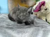 Фото №3. Продаются котята Русской Голубой породы. Греция