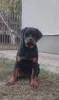 Фото №2 к объявлению №157080 о продаже ротвейлера - купить в Сербии 