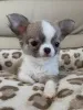Фото №1. чихуахуа - купить в Влаардинген за договорная. Объявление №165216