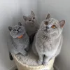 Фото №1. британская короткошёрстная - купить в Хельсинки за договорная. Объявление №168547