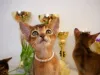Фото №3. Клубные абиссинские котята. Латвия