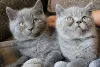 Фото №3. В продажу поступили очень очаровательные британские короткошерстные котята. Великобритания
