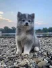 Фото №2 к объявлению №138824 о продаже оттерхаунда - купить в Сербии 