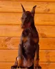 Дополнительные фото: 100% чистокровные щенки Doberman