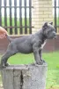 Дополнительные фото: Высококлассные щенки кане корсо
