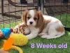 Дополнительные фото: Blenheim Cavalier King Charles Snapiel, 3 слева, готово сейчас