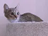 Дополнительные фото: Умная, ласковая, полосатая кошечка ищет дом.