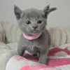 Дополнительные фото: British shorthair kittens for sale.