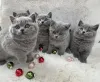 Фото №1. британская короткошёрстная - купить в Аликанте за договорная. Объявление №173055