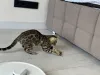 Дополнительные фото: Бенгальская кошка