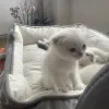 Фото №2 к объявлению №168494 о продаже шотландская вислоухая (скоттиш фолд) - купить в Германии частное объявление