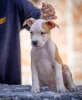 Дополнительные фото: Американские щенки Staffordshire Terrier