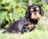 Фото №3. Charming cavalier boy looking for a family.  Италия