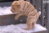 Дополнительные фото: Chinesische Share Pei-Welpen
