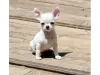 Дополнительные фото: Cachorros chihuahua en ancyción