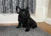 Фото №2 к объявлению №166276 о продаже французского бульдога - купить в США 