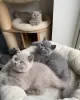 Фото №1. британская короткошёрстная - купить в Эспоо за Бесплатно. Объявление №139685