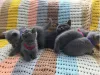 Фото №2 к объявлению №138276 о продаже британская короткошёрстная - купить в Германии 