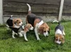 Фото №3. Bezaubernde Beagle-Welpen suchen ein Zuhause... WhatsApp 44 7453 907158.  Германия