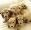 Дополнительные фото: Dachshund Puppy