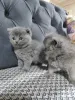 Дополнительные фото: Британская шортар кот