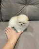 Фото №3. Pomeranian Puppy Pomeranian.  США