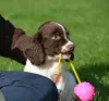 Фото №3. Английский Springer Spaniel Welpen Zur Усыновление Verfügbar.  Германия