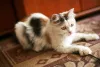 Дополнительные фото: Кошка Маруся ищет дом одним животным.