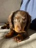 Дополнительные фото: Dachshund щенки для продажи