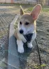 Фото №3. Corgi puppy.  США