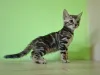 Фото №3. Бенгальский котенок Bengal. Польша