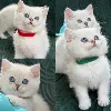 Фото №3. пушистые белые малыши майки - британские короткошерстные котята. Люксембург