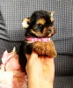 Фото №2 к объявлению №164508 о продаже йоркширского терьера - купить в России заводчик