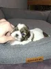 Дополнительные фото: Идеальные чистокровные щенки Ши-Тцу.