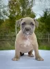 Дополнительные фото: American bully