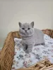 Фото №2 к объявлению №140716 о продаже британская короткошёрстная - купить в Германии заводчик