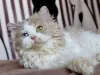 Фото №3. Шатоны Селкирк Рекс доступны в продаже.. Бельгия