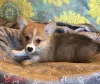 Дополнительные фото: Щенки Corgi Pure Breed