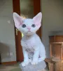 Дополнительные фото: Devon Rex Kittens для продажи по всему миру доставки