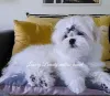 Фото №3. Очаровательные братья, щенки мальтезе, корейские крови..  Украина