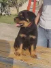 Дополнительные фото: Rottweiler красивые щенки