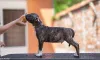 Дополнительные фото: Американские щенки Staffordshire Terrier